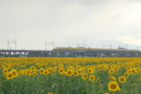 大垣市のひまわり畑の写真